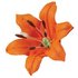 Wilton Lily Stamen Assortiment